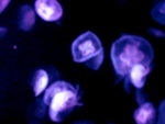 DSC03127a