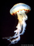 DSC04259a