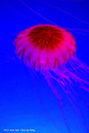 DSC04262a