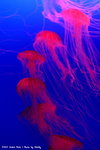 DSC04264a
