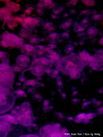 DSC04273a
