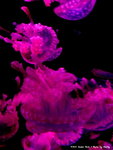 DSC04276a