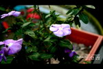 Picture 377a