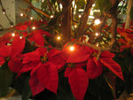 15/12/2005