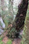 Australia (106)