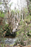 Australia (115)