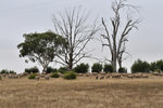 Australia (233)