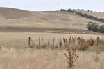 Australia (243)