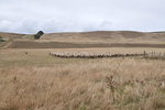 Australia (245)