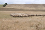 Australia (246)