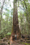 Australia (283)