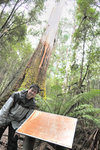 Australia (284)