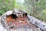 Australia (84)