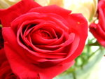 feel the passion?