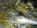 20090426044