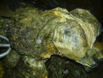 20090426046