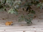 st_cat