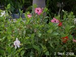 flowers2