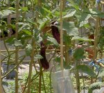 plant2