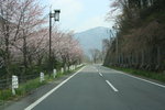 仲有少少棄櫻
20080428_03288