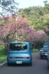 今日櫻花第二擊:八重岳
20110206_23451