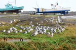 海鳥在避風20091009_00823