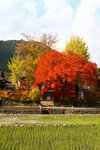好紅呀!
20101108_20304