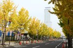 很多杏樹在Rinku旁
20101113_03128
