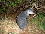photo from penguin tour (因為tour唔比影相)