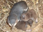photo from penguin tour
 
Proud Mother