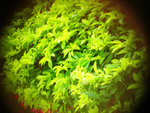 DSCN7385