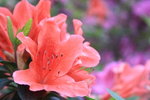IMG_2288