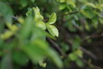 IMG_0921