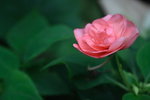 IMG_0929