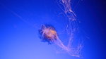 IMG_0931
