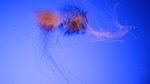 IMG_0932