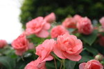 IMG_0960