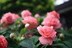 IMG_0961