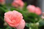 IMG_0962