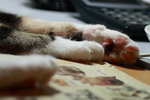 IMG_4429