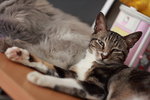 IMG_4625