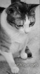 cat2