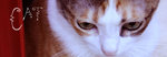 cat3