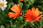 IMG_0054