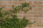 IMG_0075
