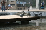 IMG_0078