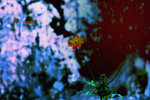 DSCF8424b