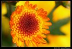 IMG_4063