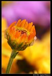 IMG_4113
