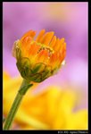 IMG_4116